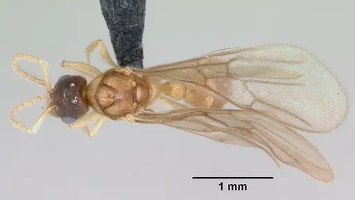 Typhlomyrmex rogenhoferi specimen CASENT0006787 image casent0006787_1
