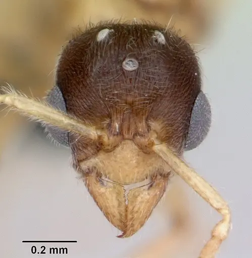 Typhlomyrmex rogenhoferi specimen CASENT0006787 image casent0006787_2