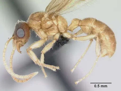 Typhlomyrmex rogenhoferi specimen CASENT0006787 image casent0006787_3