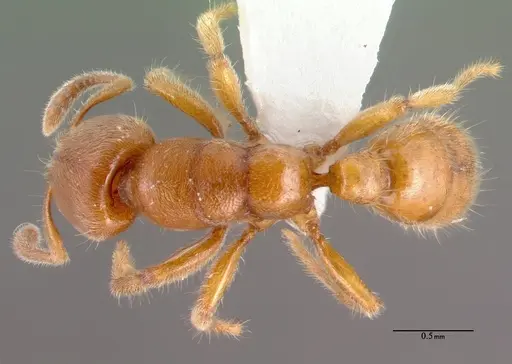 Typhlomyrmex rogenhoferi specimen CASENT0010872 image casent0010872_1