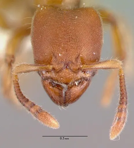 Typhlomyrmex rogenhoferi specimen CASENT0010872 image casent0010872_2