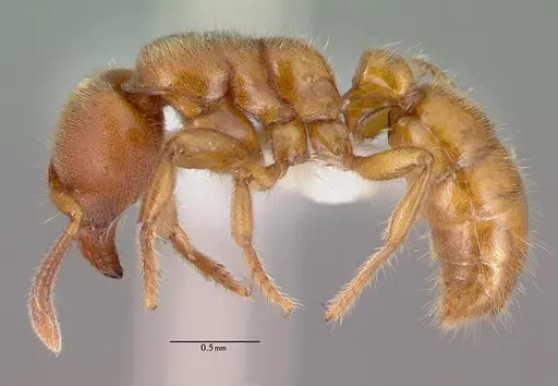 Typhlomyrmex rogenhoferi specimen CASENT0010872 image casent0010872_3