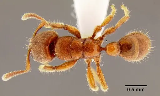 Typhlomyrmex rogenhoferi specimen CASENT0106082 image casent0106082_1