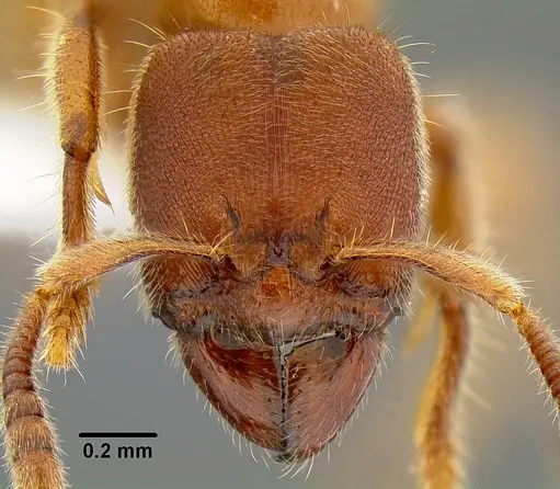 Typhlomyrmex rogenhoferi specimen CASENT0106082 image casent0106082_2