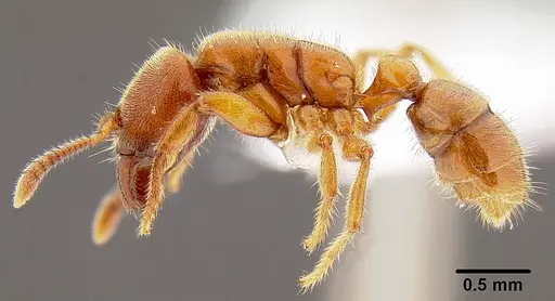 Typhlomyrmex rogenhoferi specimen CASENT0106082 image casent0106082_3