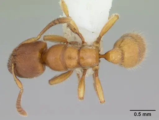 Typhlomyrmex rogenhoferi specimen CASENT0173390 image casent0173390_1