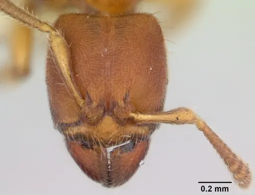 Typhlomyrmex rogenhoferi specimen CASENT0173390 image casent0173390_2
