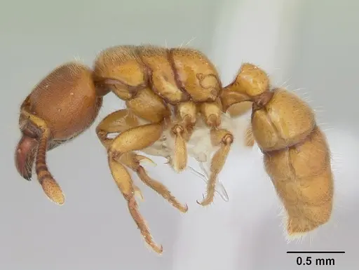 Typhlomyrmex rogenhoferi specimen CASENT0173390 image casent0173390_3