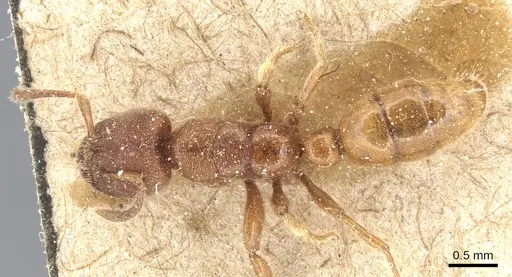 Typhlomyrmex rogenhoferi specimen CASENT0903806 image casent0903806_1