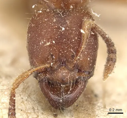 Typhlomyrmex rogenhoferi specimen CASENT0903806 image casent0903806_2