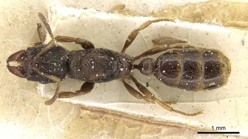 Typhlomyrmex rogenhoferi specimen CASENT0915319 image casent0915319_1