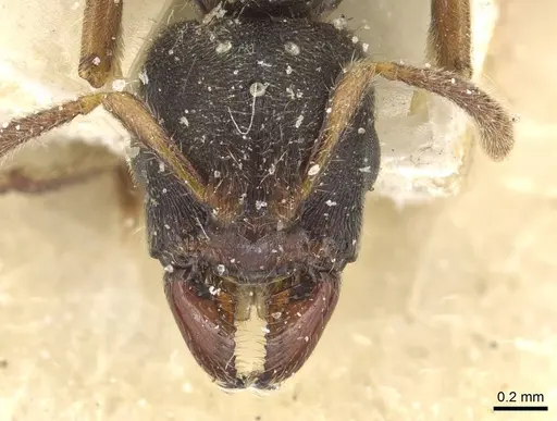 Typhlomyrmex rogenhoferi specimen CASENT0915319 image casent0915319_2