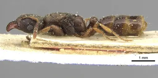 Typhlomyrmex rogenhoferi specimen CASENT0915319 image casent0915319_3
