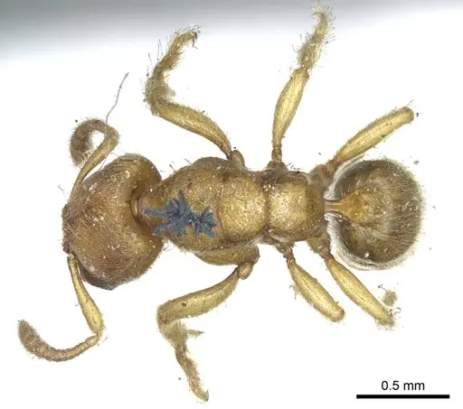 Typhlomyrmex rogenhoferi specimen CASENT0915929 image casent0915929_1