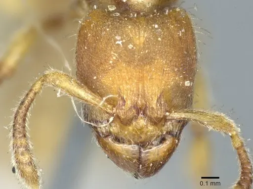 Typhlomyrmex rogenhoferi specimen CASENT0915929 image casent0915929_2
