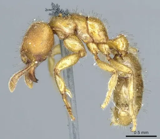 Typhlomyrmex rogenhoferi specimen CASENT0915929 image casent0915929_3