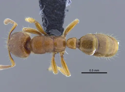 Typhlomyrmex rogenhoferi specimen CBUMAGENT41771 image cbumagent41771_1