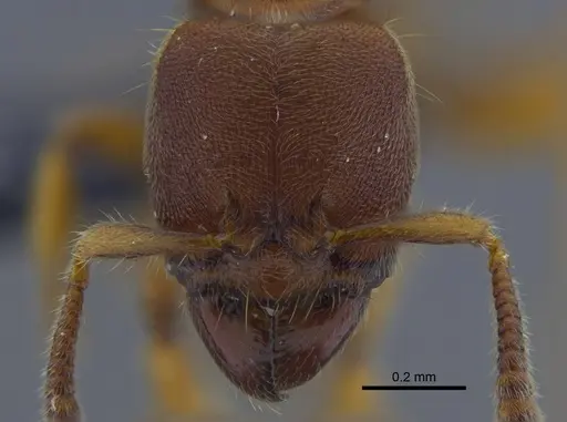 Typhlomyrmex rogenhoferi specimen CBUMAGENT41771 image cbumagent41771_2