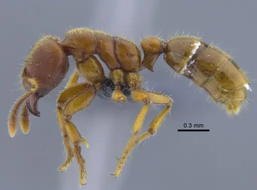 Typhlomyrmex rogenhoferi specimen CBUMAGENT41771 image cbumagent41771_3