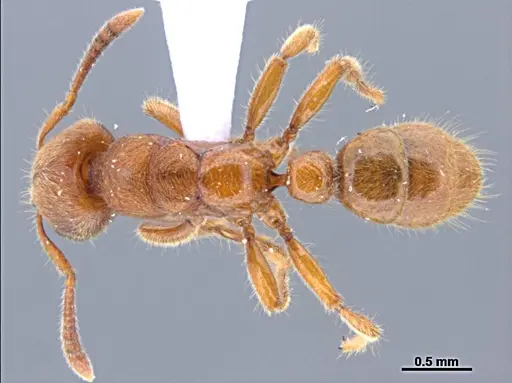 Typhlomyrmex rogenhoferi specimen UFV-LABECOL-006013 image ufv-labecol-006013_1
