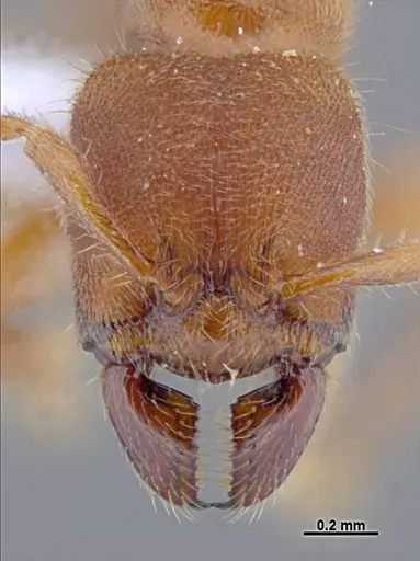 Typhlomyrmex rogenhoferi specimen UFV-LABECOL-006013 image ufv-labecol-006013_2