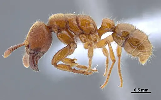 Typhlomyrmex rogenhoferi specimen UFV-LABECOL-006013 image ufv-labecol-006013_3