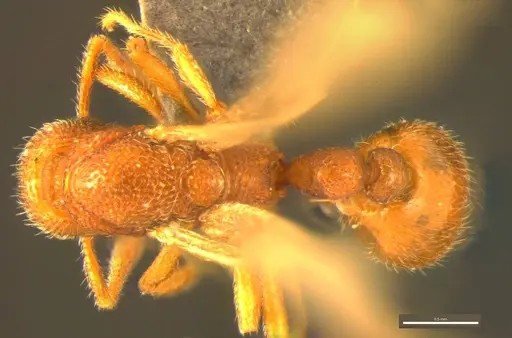 Tyrannomyrmex alii specimen NCBS-AP037 image ncbs-ap037_1