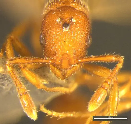 Tyrannomyrmex alii specimen NCBS-AP037 image ncbs-ap037_2