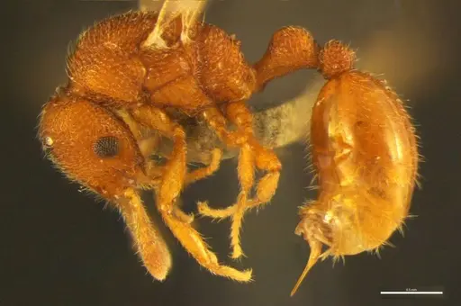 Tyrannomyrmex alii specimen NCBS-AP037 image ncbs-ap037_3