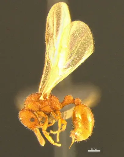 Tyrannomyrmex alii specimen NCBS-AP037 image ncbs-ap037_4
