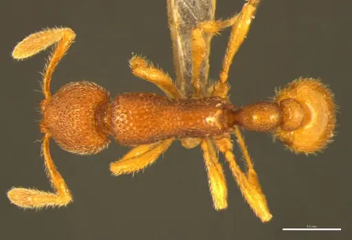 Tyrannomyrmex alii specimen NCBS-AV849 image ncbs-av849_1