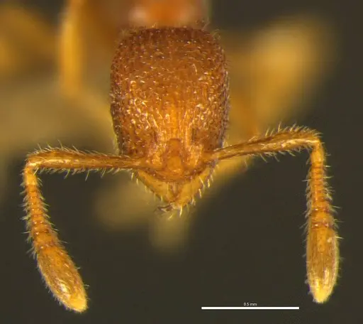 Tyrannomyrmex alii specimen NCBS-AV849 image ncbs-av849_2