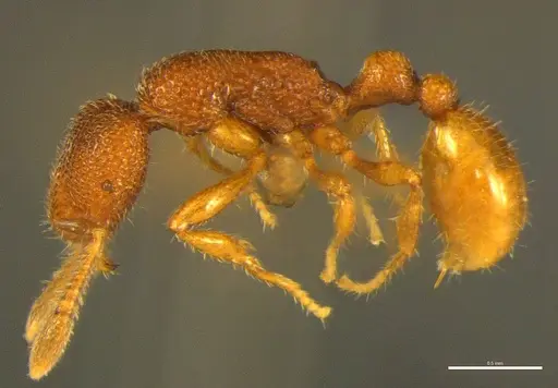 Tyrannomyrmex alii specimen NCBS-AV849 image ncbs-av849_3