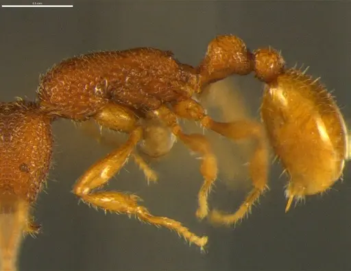 Tyrannomyrmex alii specimen NCBS-AV849 image ncbs-av849_4