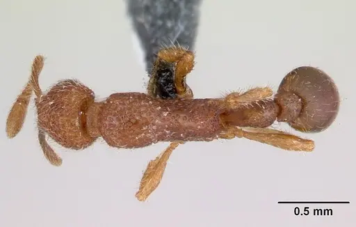 Tyrannomyrmex dux specimen CASENT0178233 image casent0178233_1