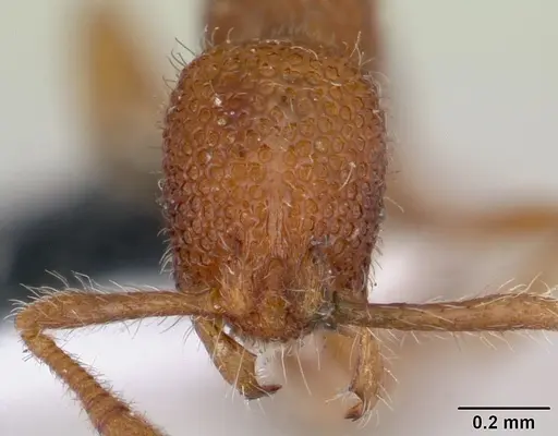 Tyrannomyrmex dux specimen CASENT0178233 image casent0178233_2