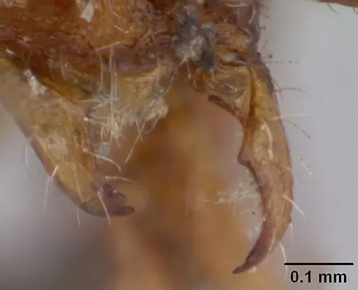 Tyrannomyrmex dux specimen CASENT0178233 image casent0178233_3