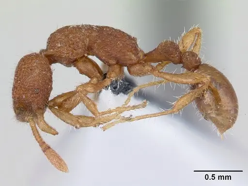 Tyrannomyrmex dux specimen CASENT0178233 image casent0178233_4