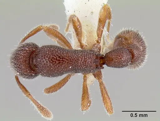 Tyrannomyrmex legatus specimen CASENT0106177 image casent0106177_1
