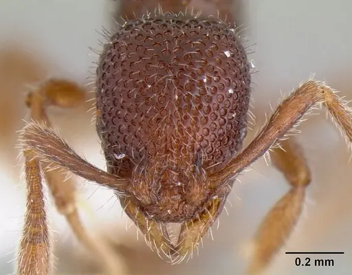 Tyrannomyrmex legatus specimen CASENT0106177 image casent0106177_2