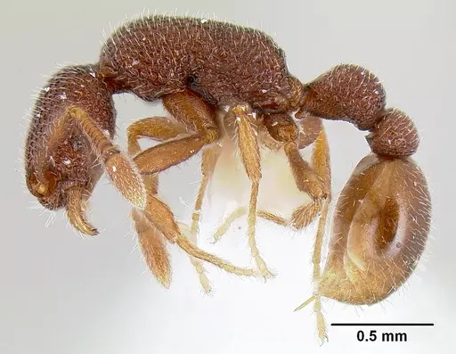 Tyrannomyrmex legatus specimen CASENT0106177 image casent0106177_3