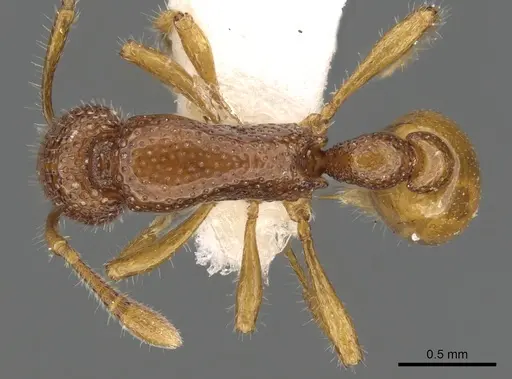 Tyrannomyrmex rex specimen CASENT0901021 image casent0901021_1