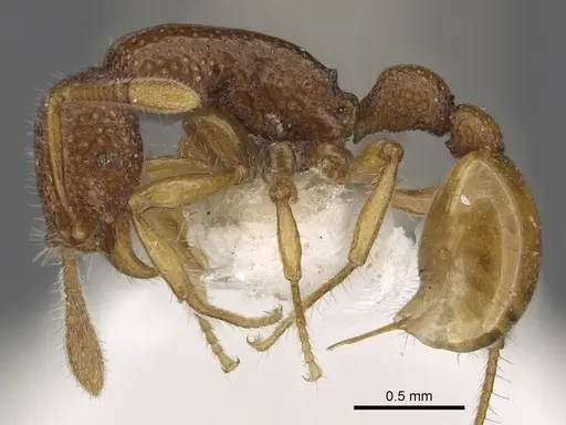 Tyrannomyrmex rex specimen CASENT0901021 image casent0901021_3