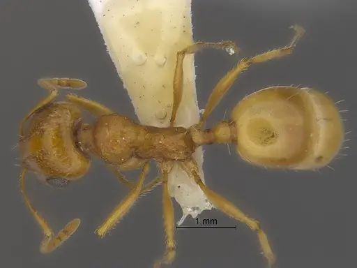 Veromessor pseudolariversi specimen CASENT0869806 image casent0869806_1