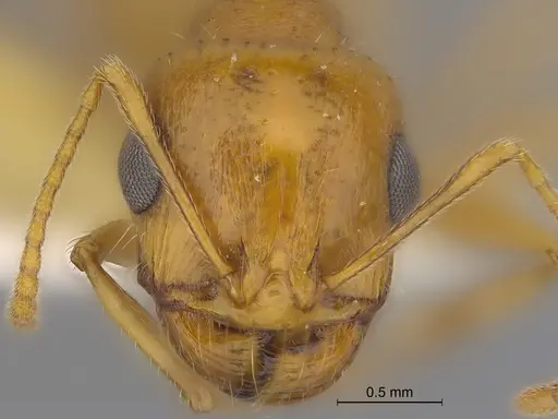 Veromessor pseudolariversi specimen CASENT0869806 image casent0869806_2