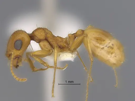 Veromessor pseudolariversi specimen CASENT0869806 image casent0869806_3