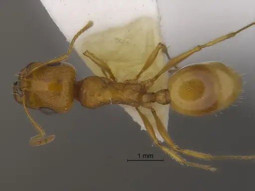 Veromessor pseudolariversi specimen CASENT0869807 image casent0869807_1