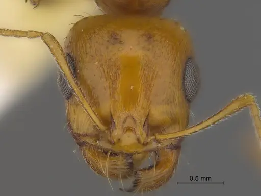 Veromessor pseudolariversi specimen CASENT0869807 image casent0869807_2