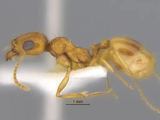 Veromessor pseudolariversi specimen CASENT0869807 image casent0869807_3