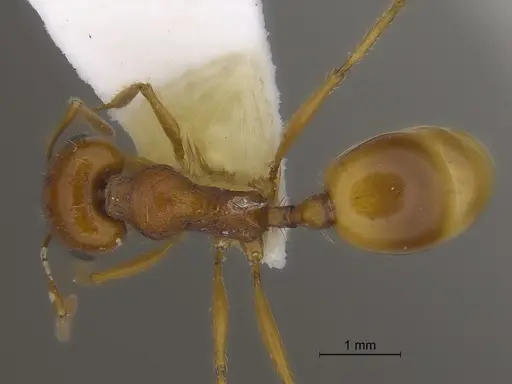 Veromessor pseudolariversi specimen CASENT0869808 image casent0869808_1